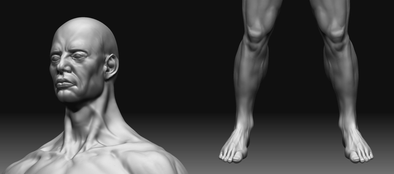 male_anatomy_closeup.jpg