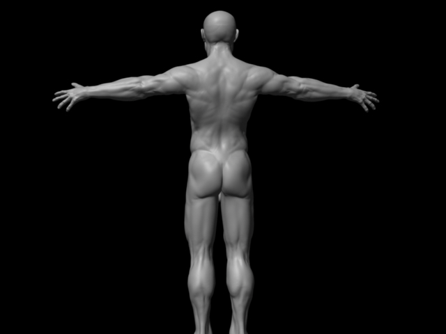humanBodyBack.jpg
