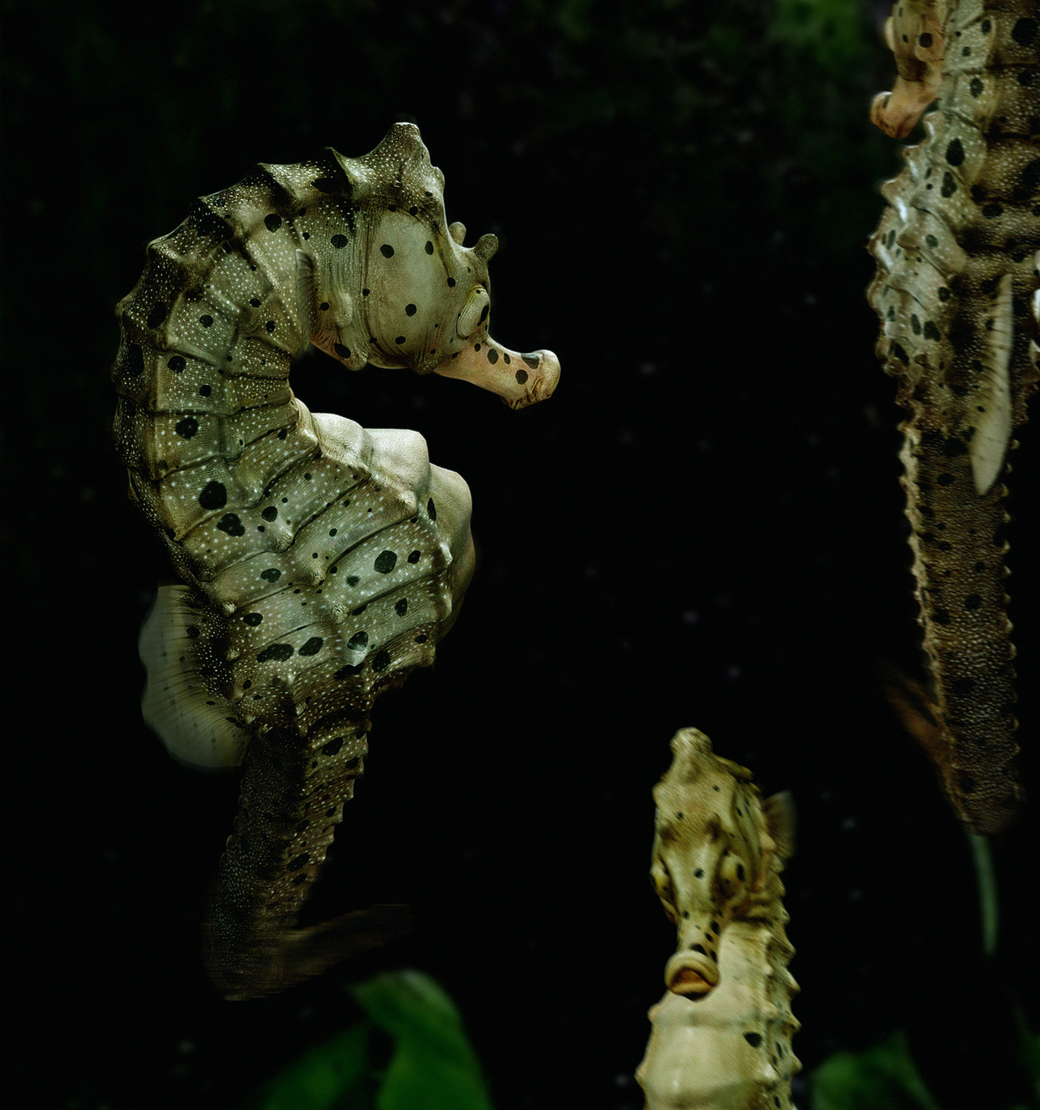 Big-velly-Sea-horse-2.jpg