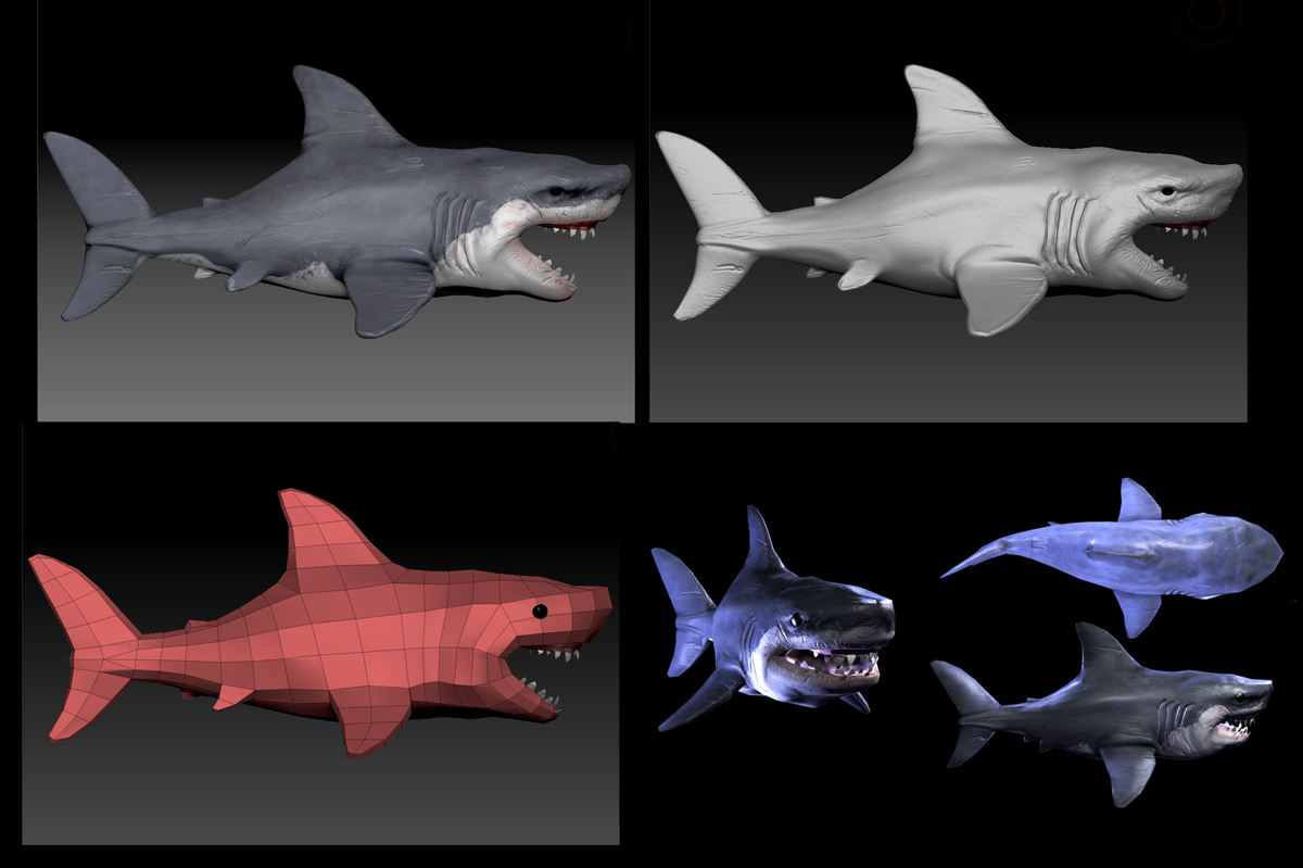 shark1.jpg