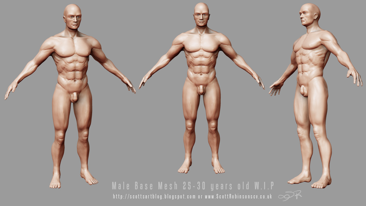 wip_male_anatomy.jpg