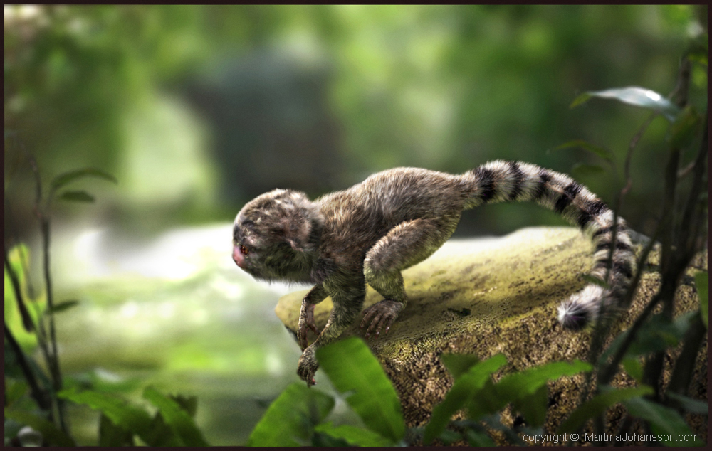 marmoset_2.jpg