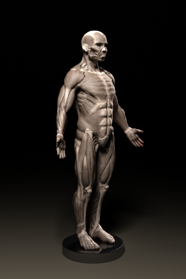 ecorche_wip02.jpg