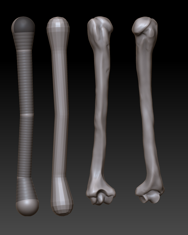 humerusWIP.jpg
