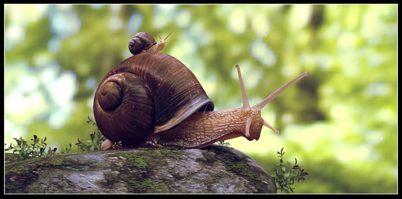 snail_ZB01_.jpg