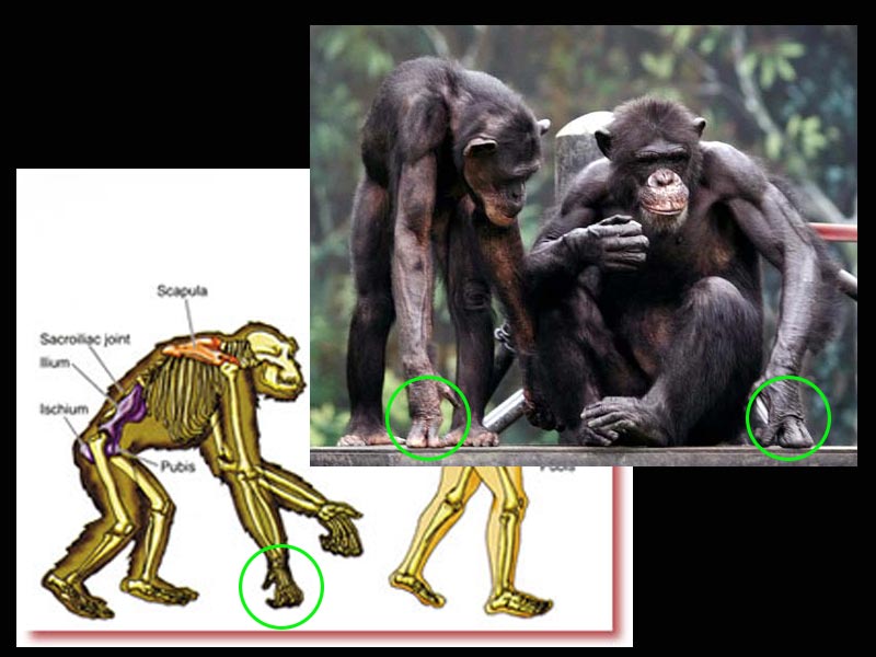 Ape_Knuckles.jpg