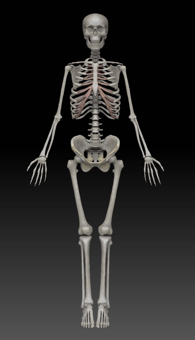 skelet1.jpg