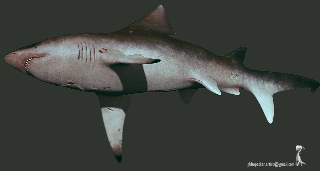 Shark3.jpg