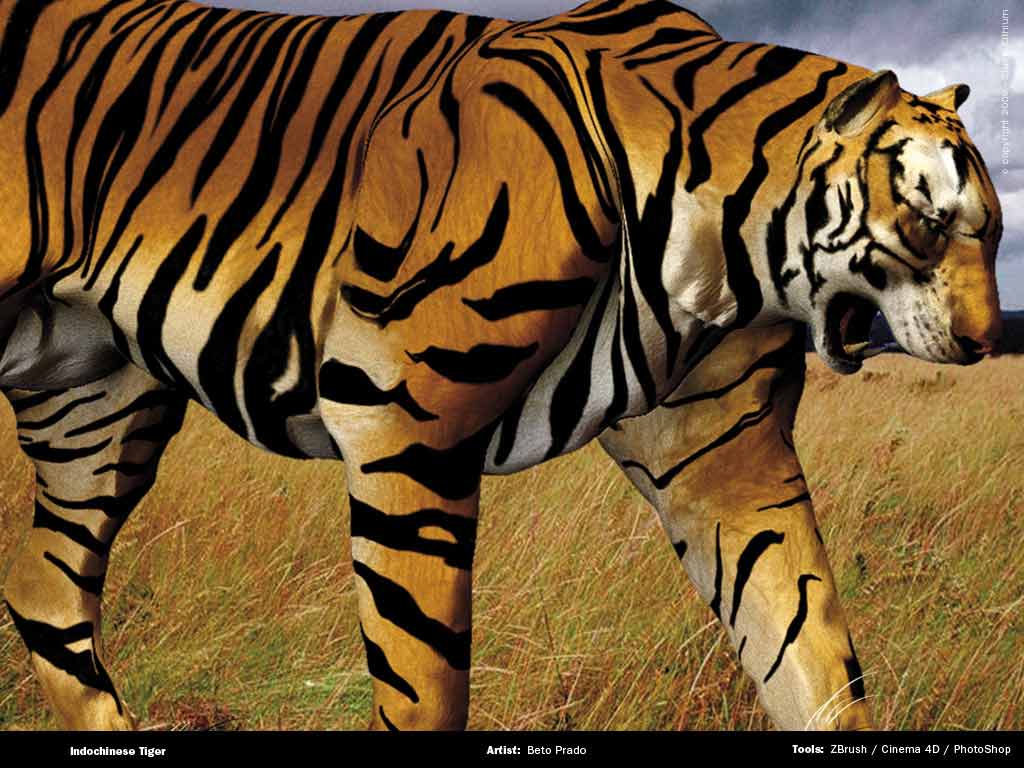 tiger_lithium.jpg
