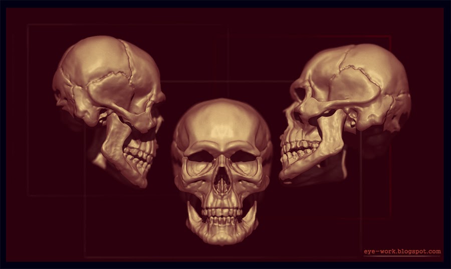 skull_render_f.jpg