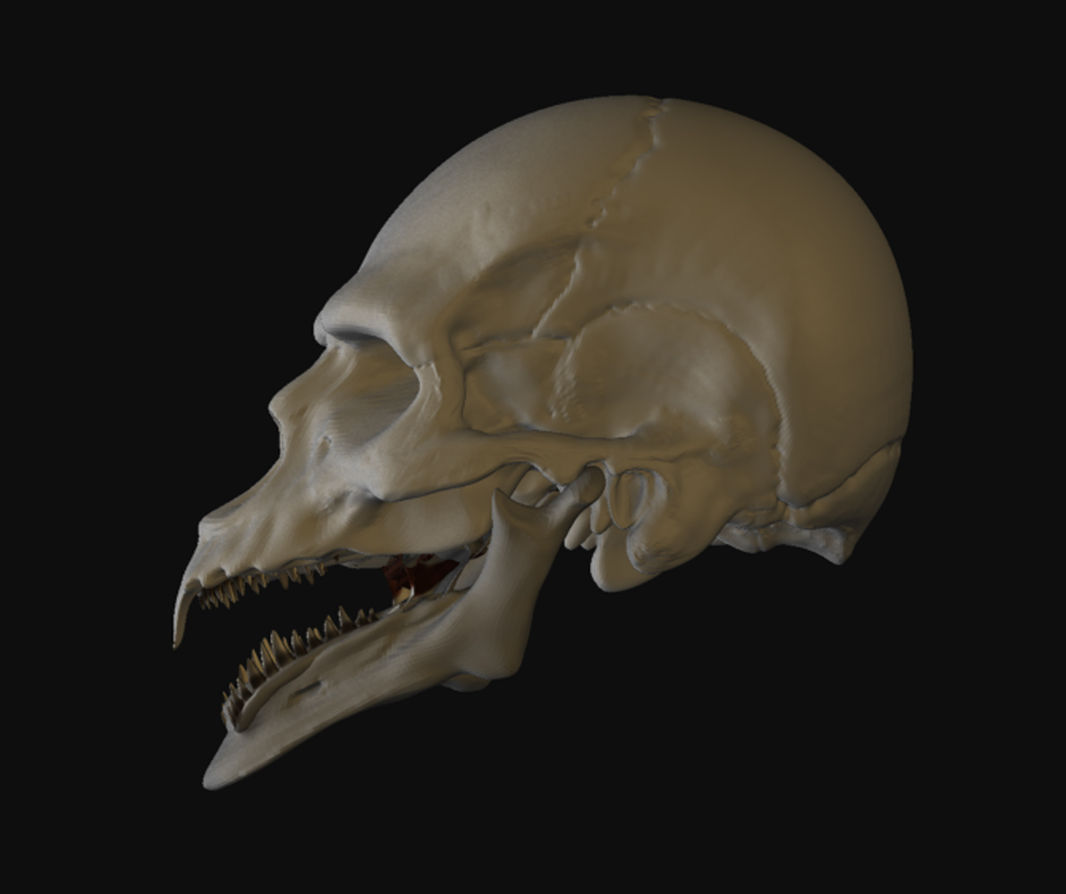 WARPED SKULL 13.jpg