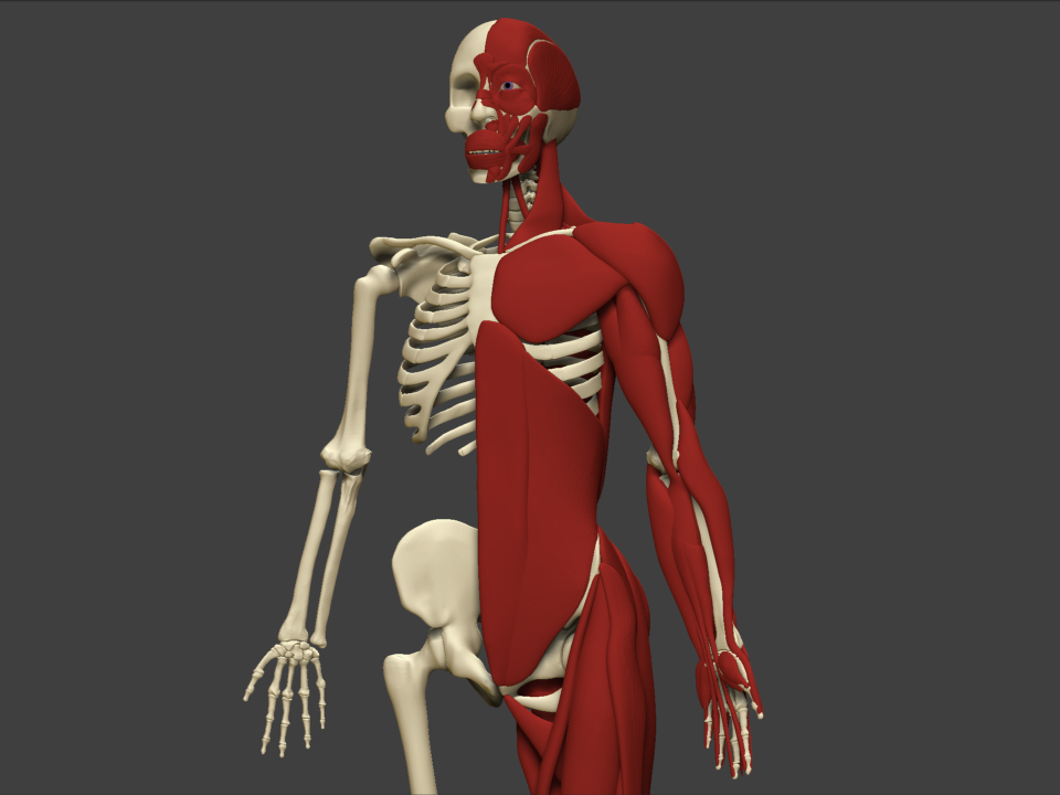 Muscles Close Up.jpg