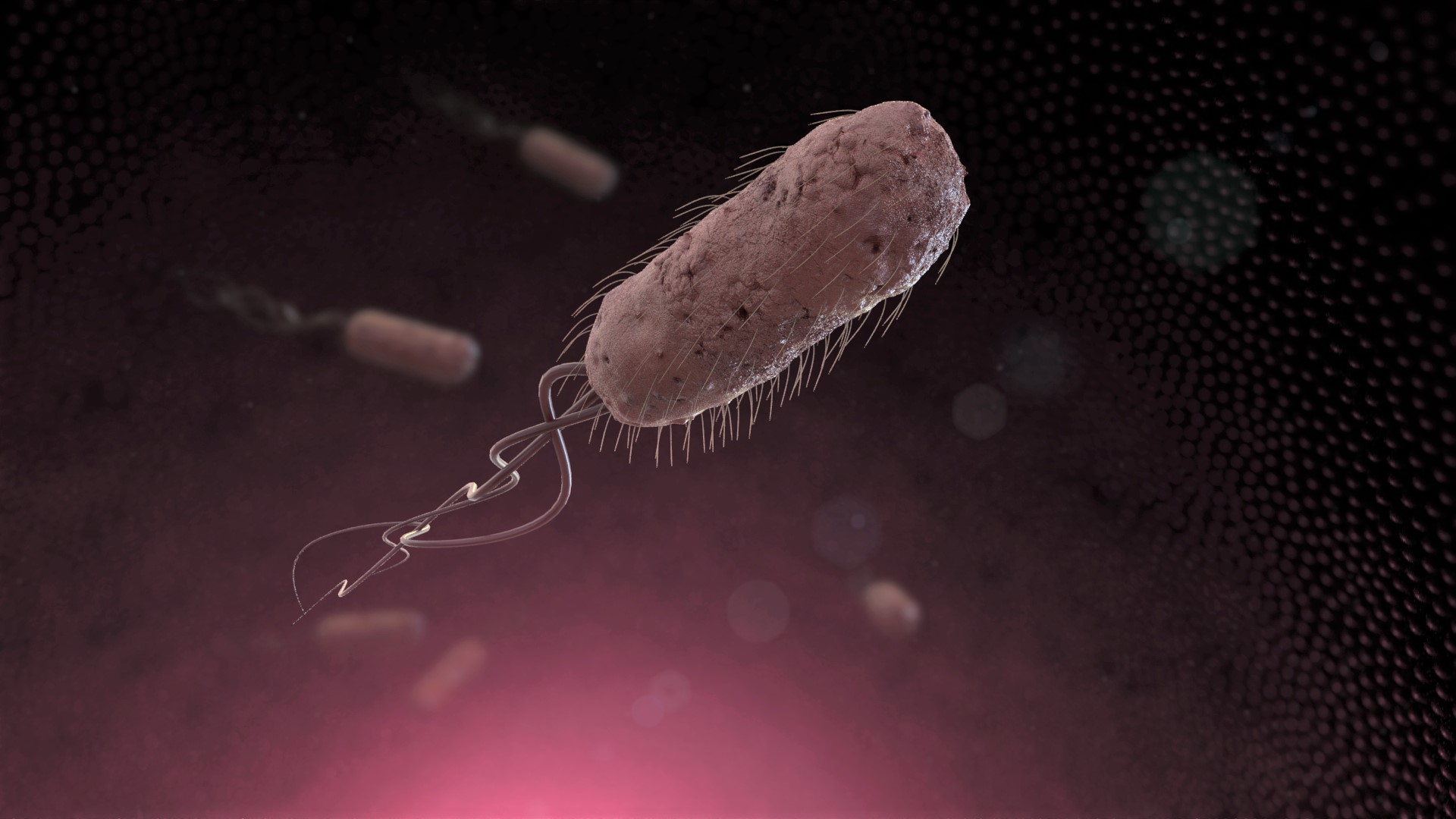 Bacteria.jpg