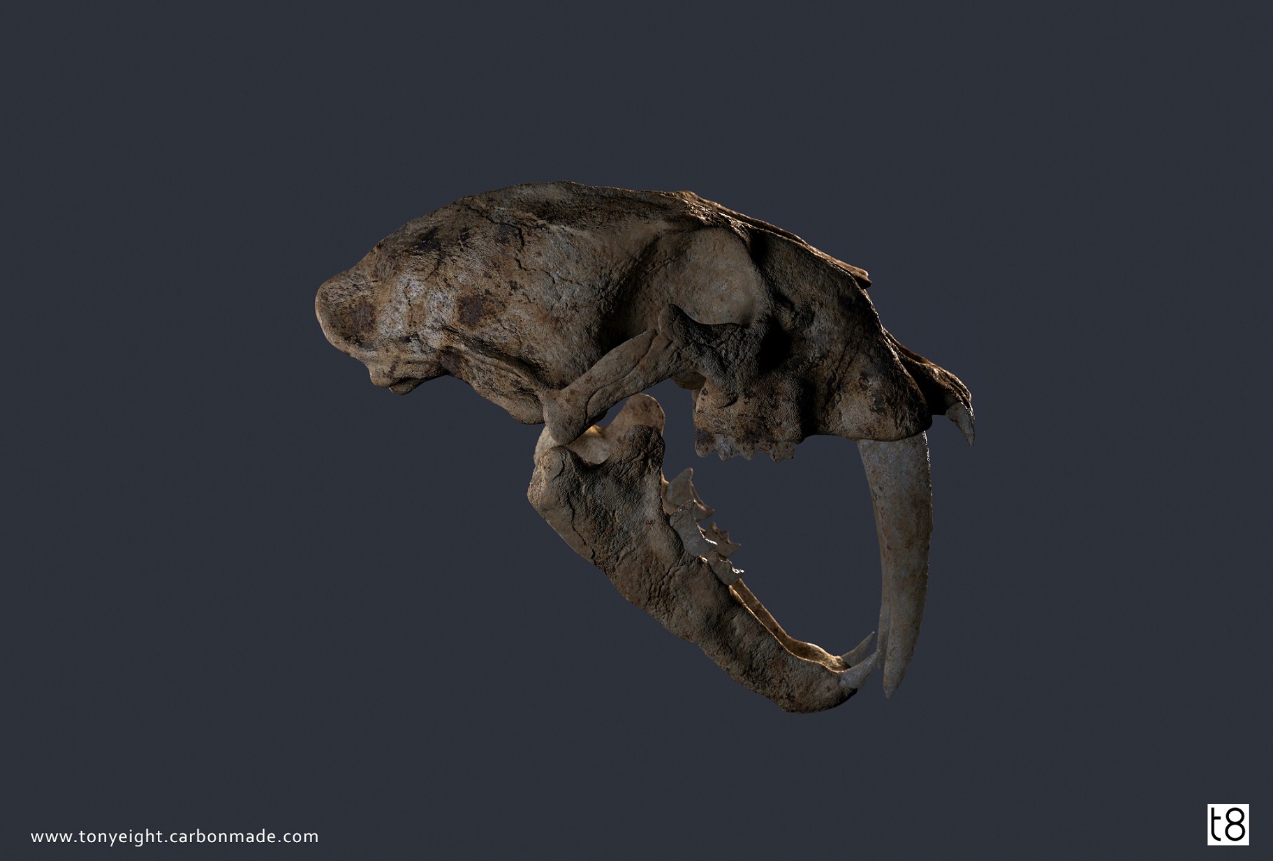 smilodon skull.adjustments2.2_small.jpg
