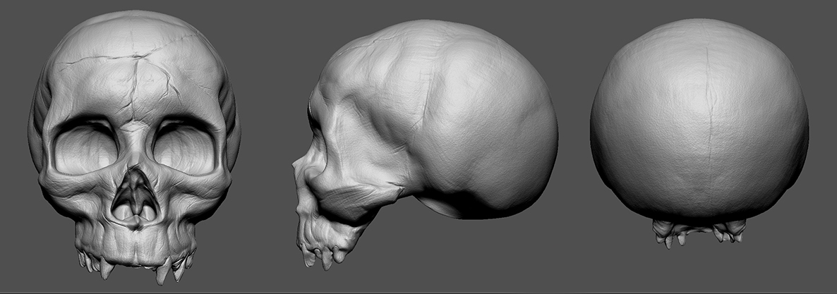 Skull Sculpt.jpg