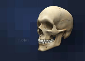 3d-articulated-skull-1.gif