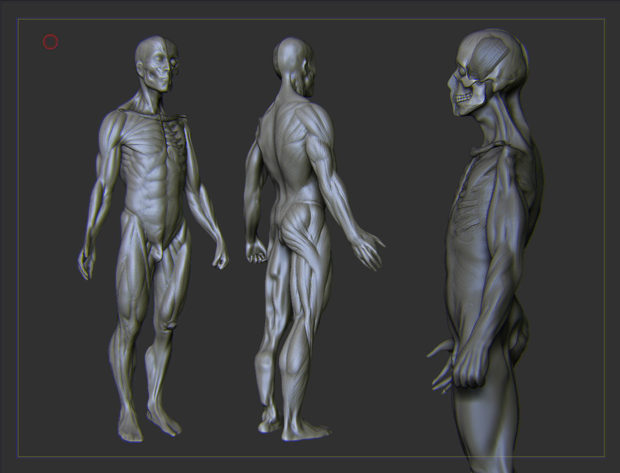 anatomy.jpg