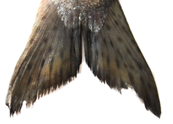 fihtail.jpg