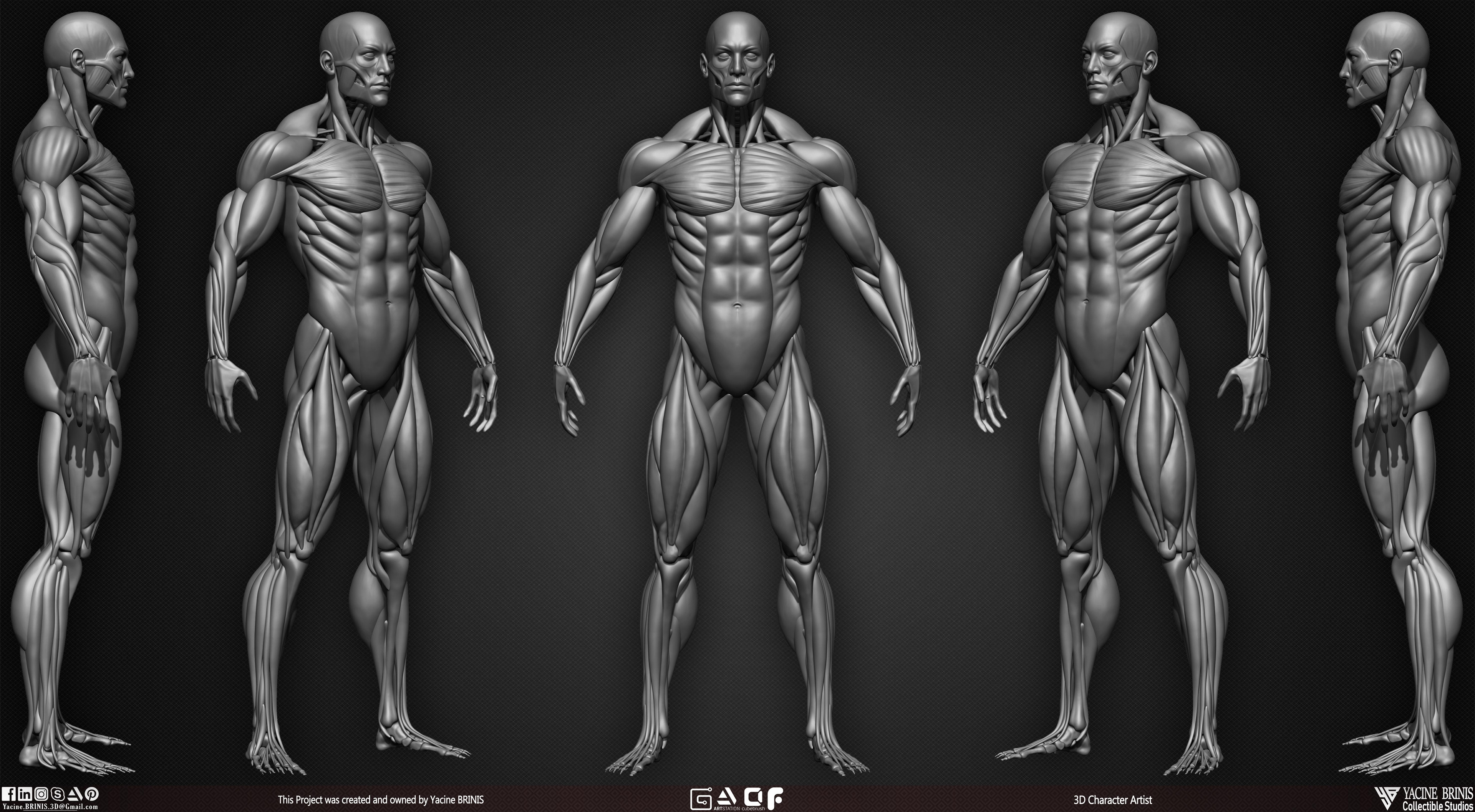 Human anatomy zbrushcentral