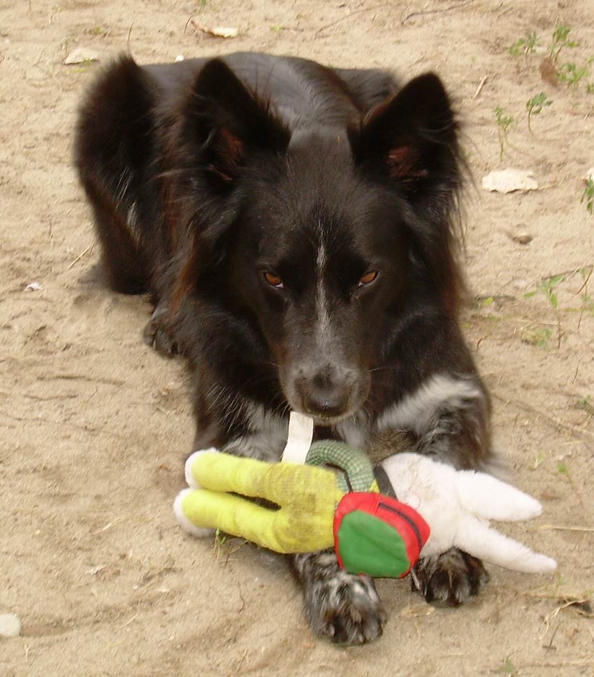 MyDog.jpg