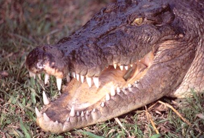 alligator.jpeg