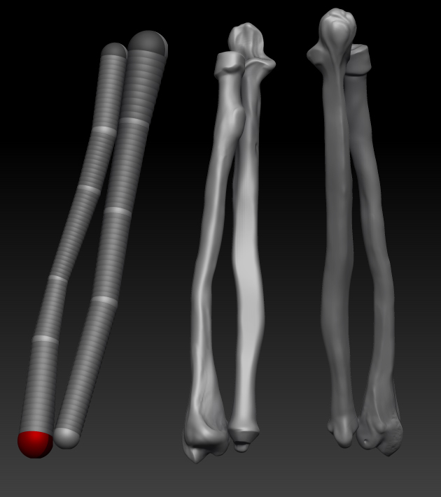 radiusulna.jpg