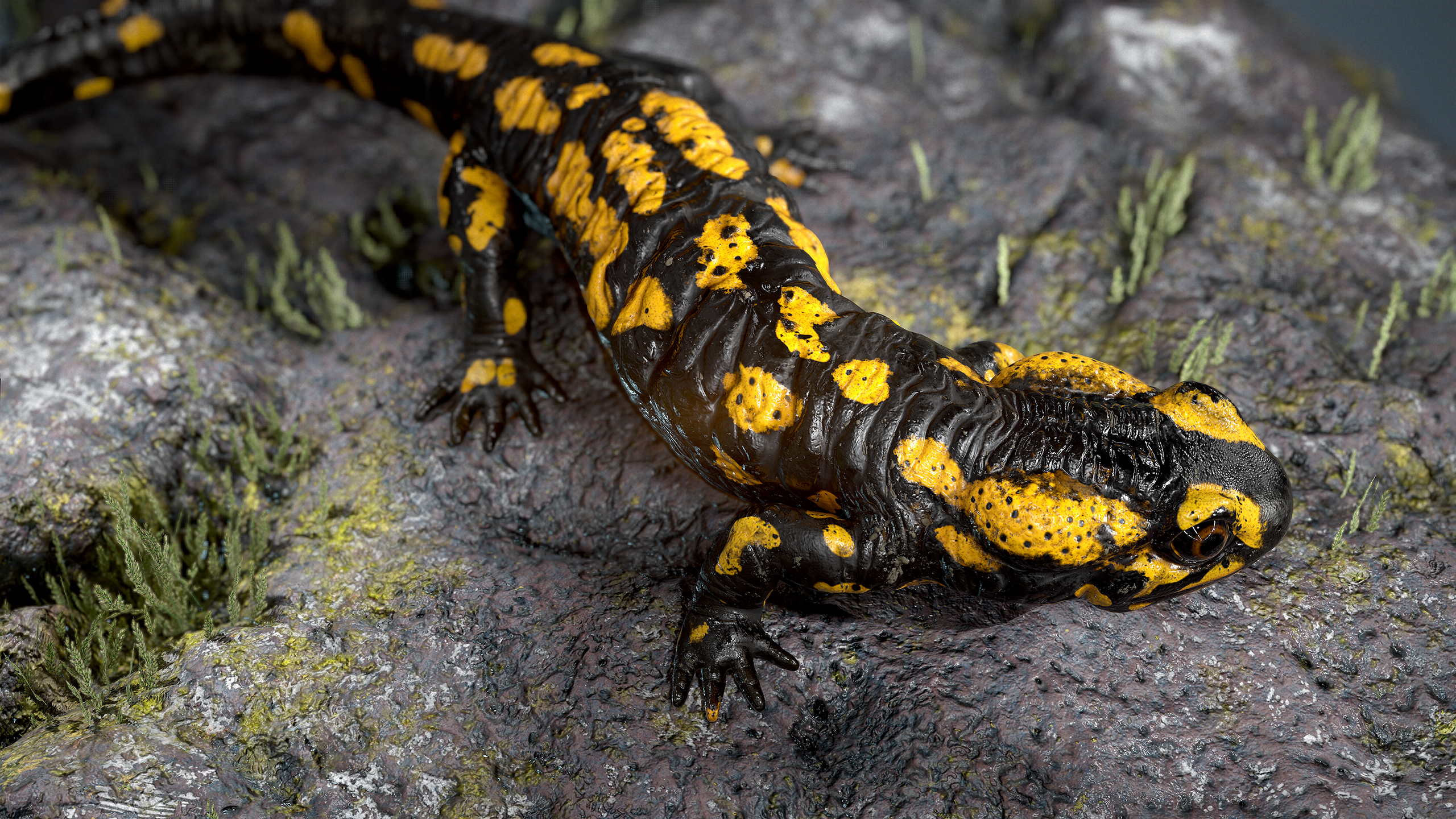 salamander1