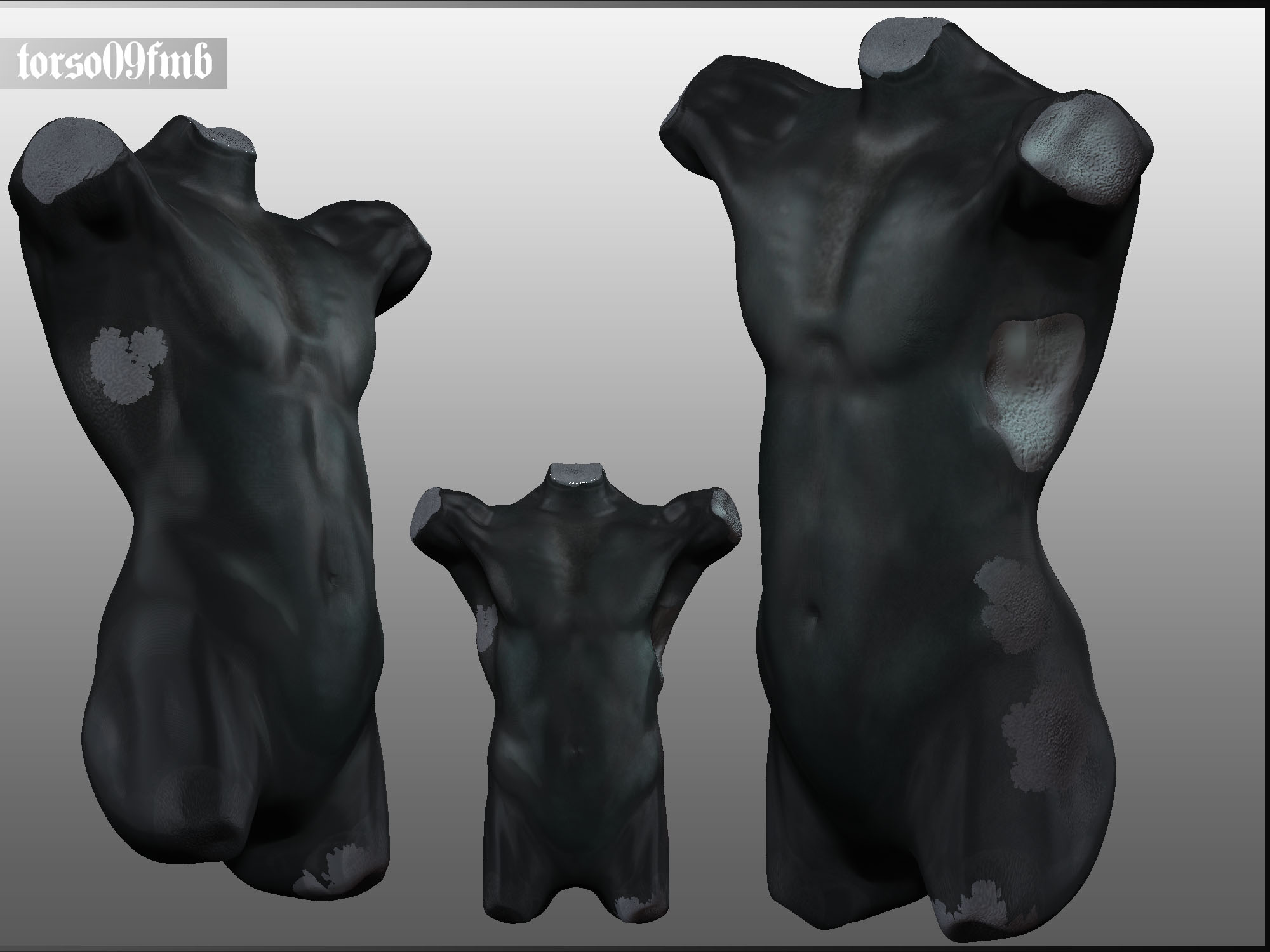 torso_fmb.jpg