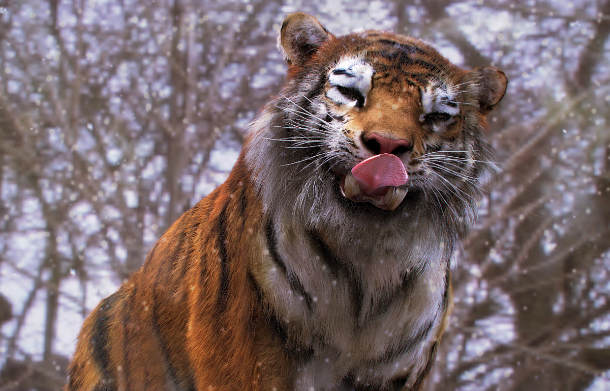 Tiger_peres3D345.jpg
