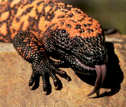 gila-monster-diabetes-byetta.jpg