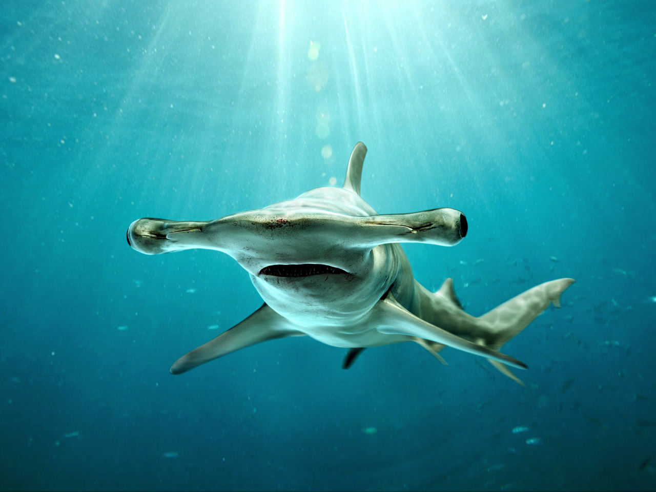 HammerHead-Shark---Sphyrna-mokarran-4.jpg