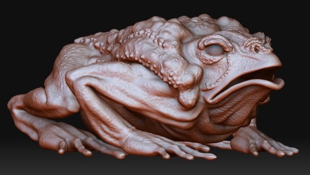 toad_01.jpg