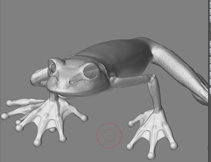 frog.jpg
