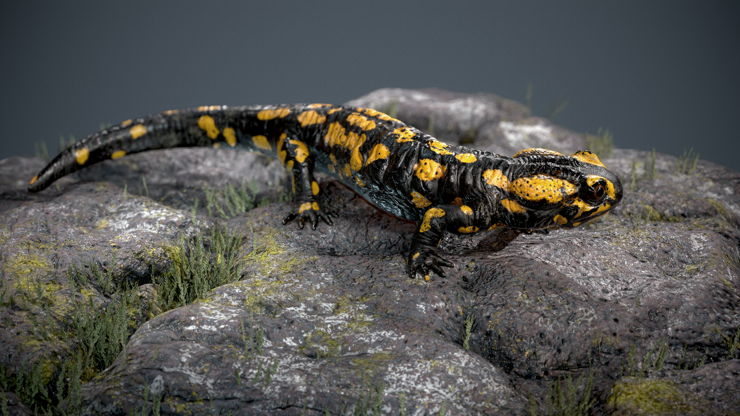 salamander2