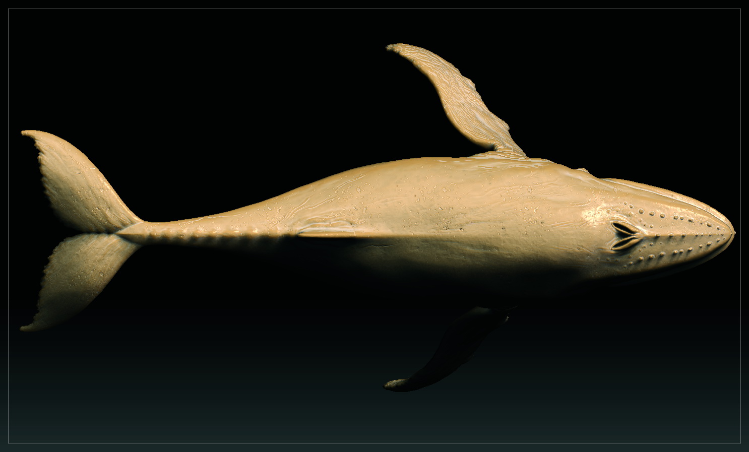 whale`top.jpg