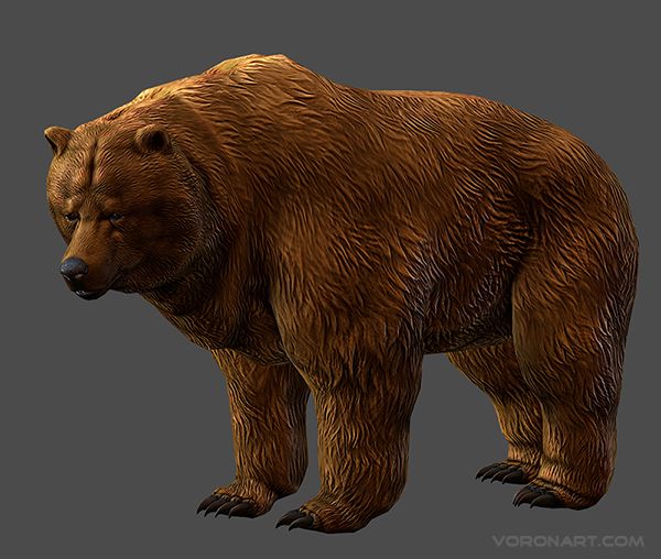 3d-bear-animated-01.jpg