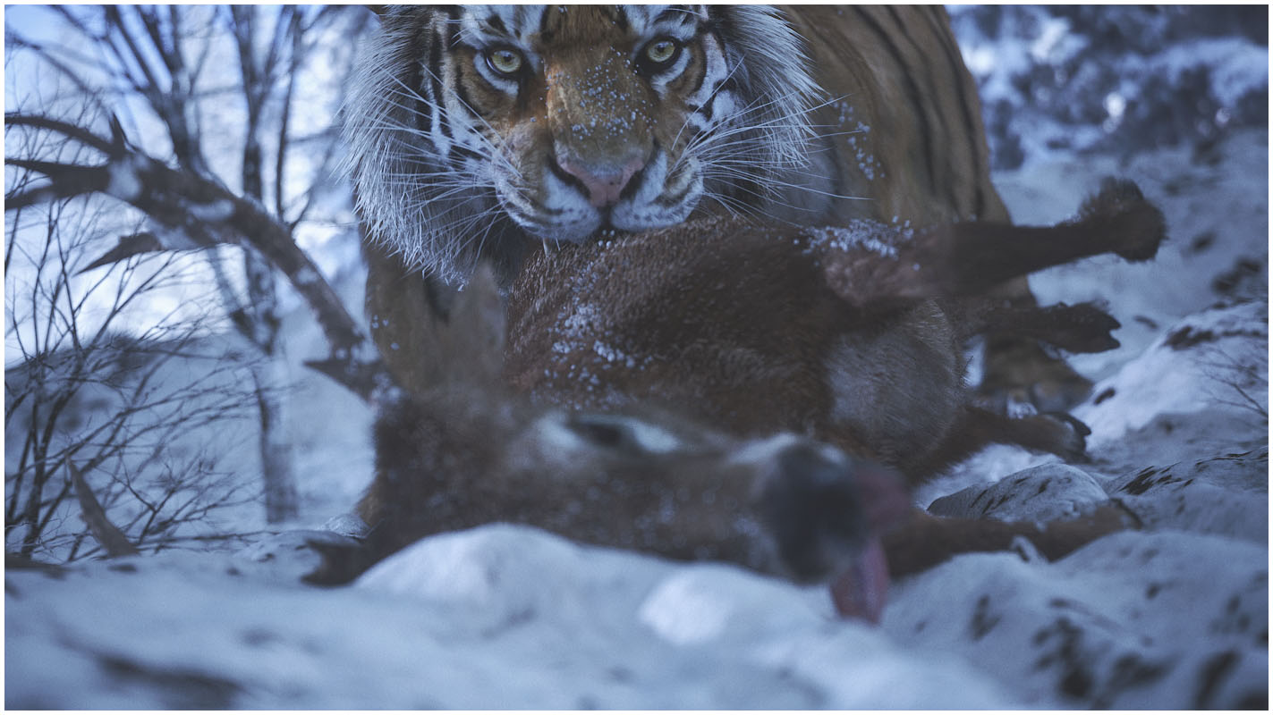 Tiger_07.jpg