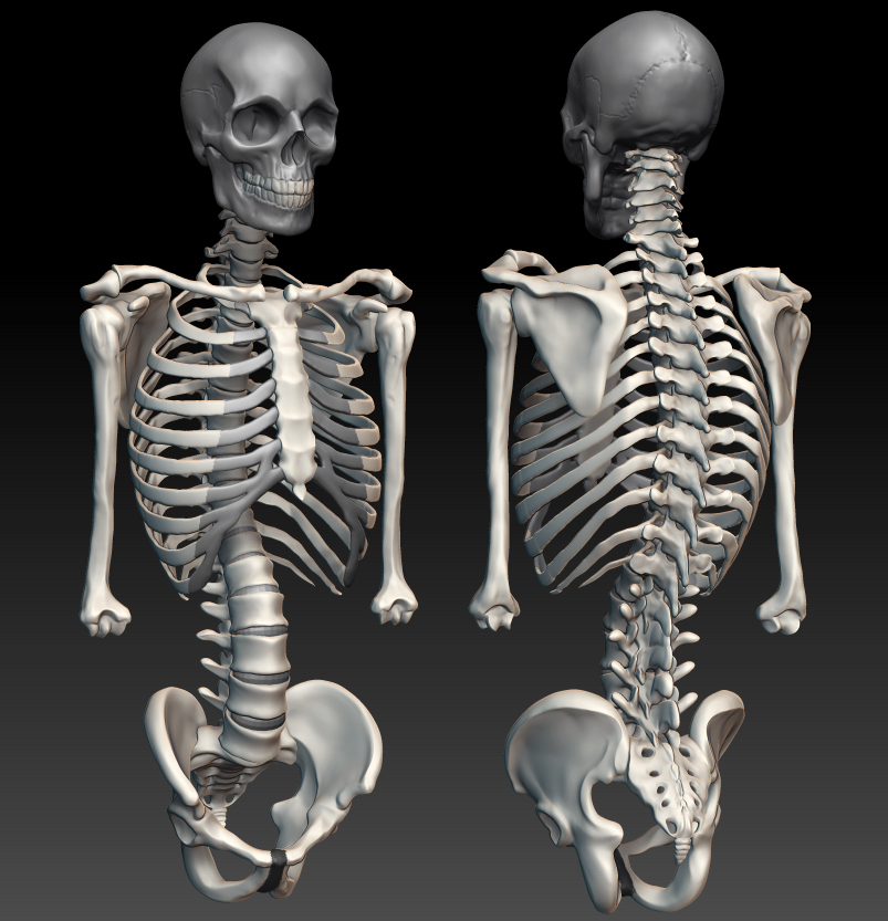 humerus.jpg