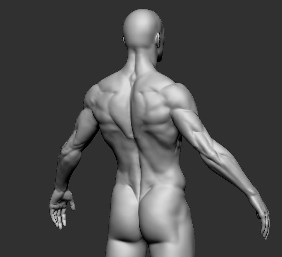 Male_Back.JPG
