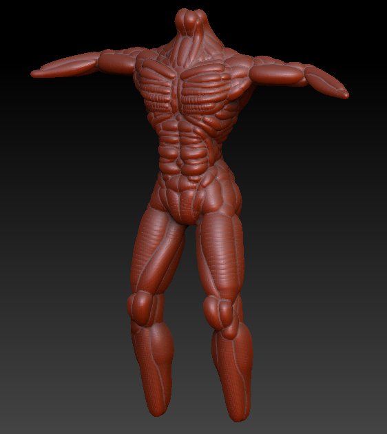 Muscular_Male_Body.jpg