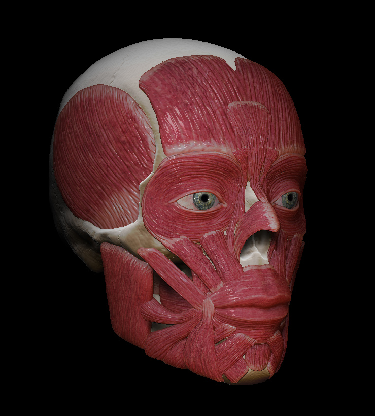 Anatomy_02.jpg
