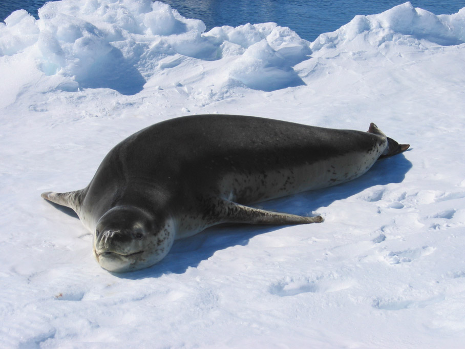 Leopard%20seal%206.jpg