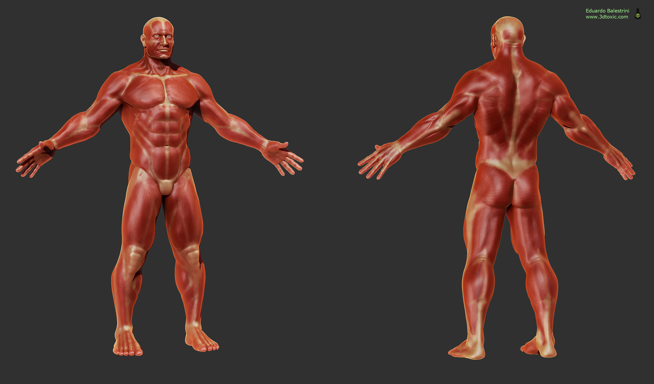 anatomy two cropped.jpg