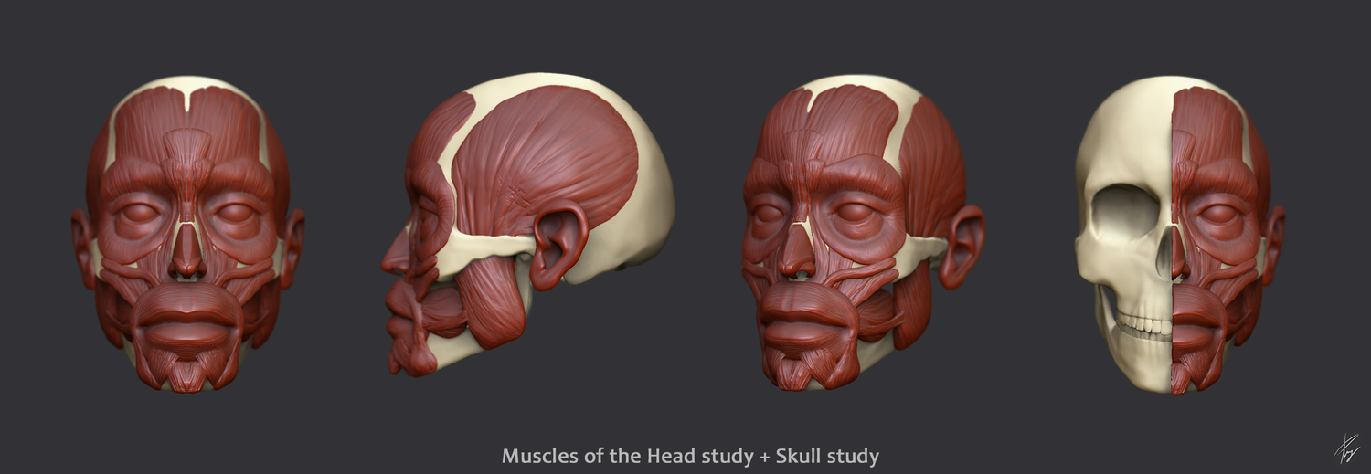 Facial_anatomy_study.jpg