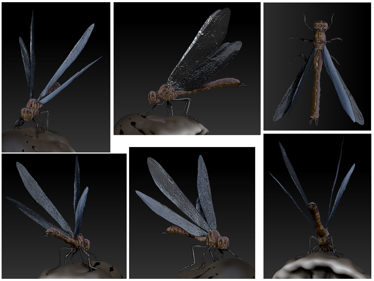 dragonfly10sml.jpg