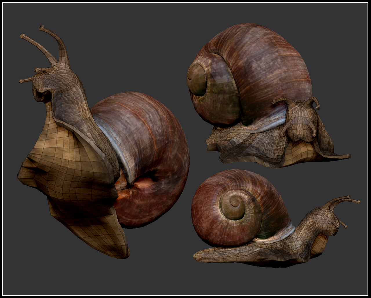 snail_3d4all_03.jpg