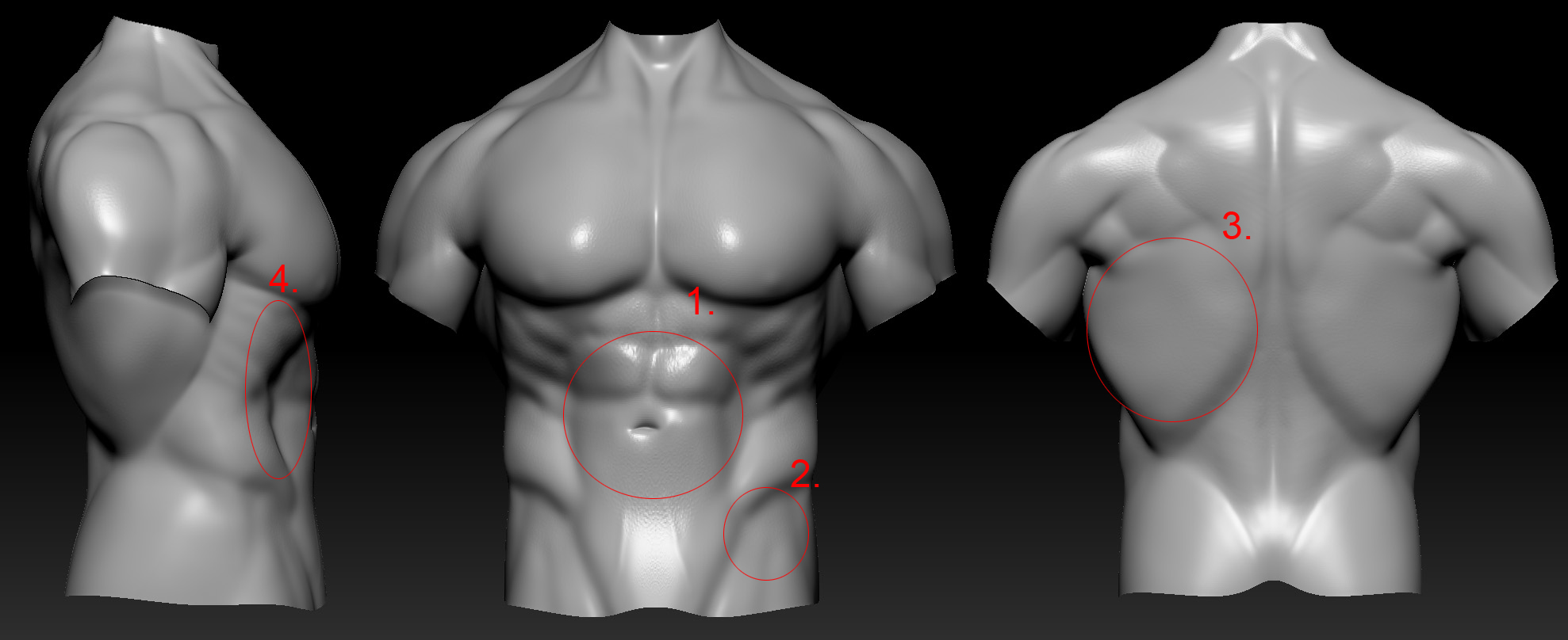 Torso_Study_02_wrong.jpg