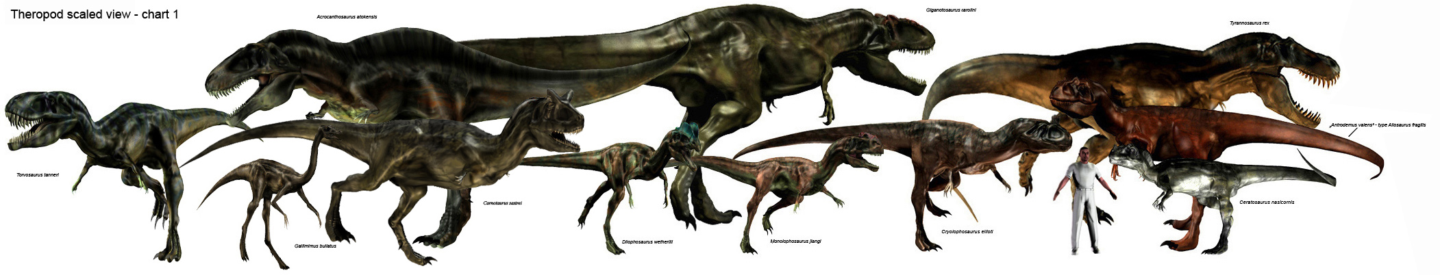 Theropod scaled chart 01.jpg
