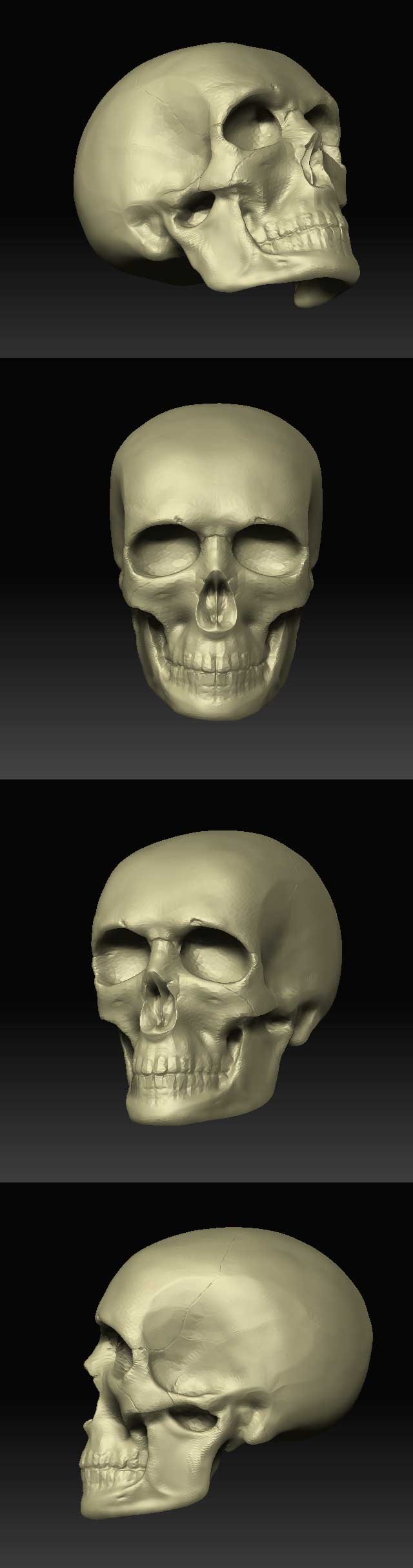 Human-Skull.jpg