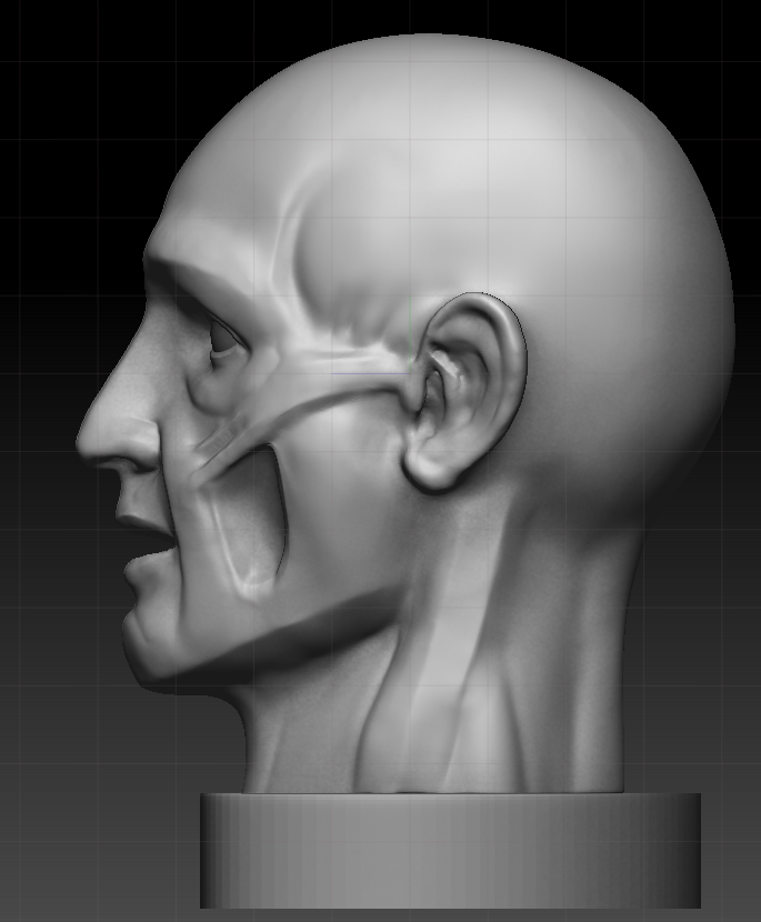 ecorche_side.png